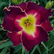 Red Nova Dragon Daylily